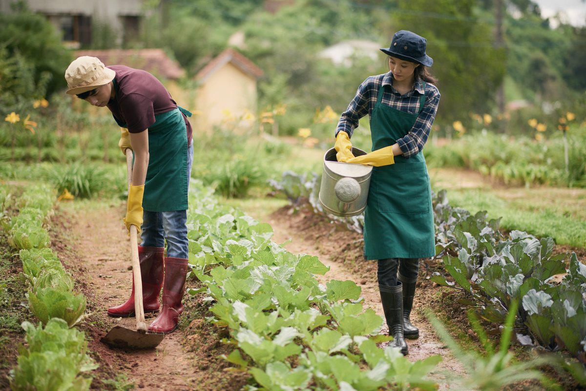 Trabalhadores rurais cuidando de horta, em atividade de agricultura familiar